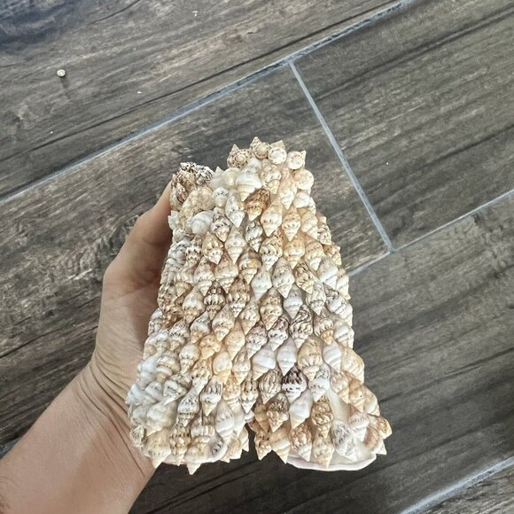 Seashell Vintage Art Cat Animal - Picture 4 of 9